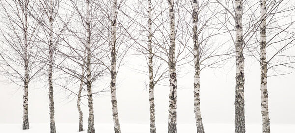 Uwe Langmann, Winter Birches 2021