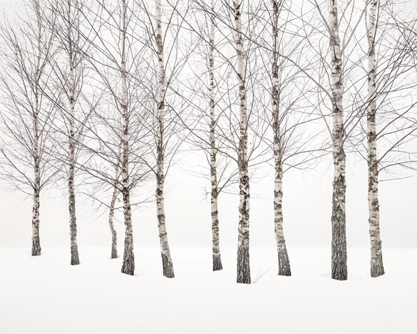 Uwe Langmann, Winter Birches 2021